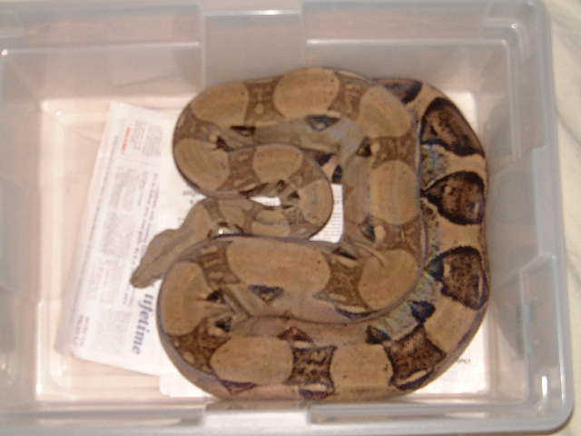 Anery female