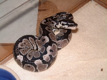 axanthic baby