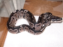 axanthic baby