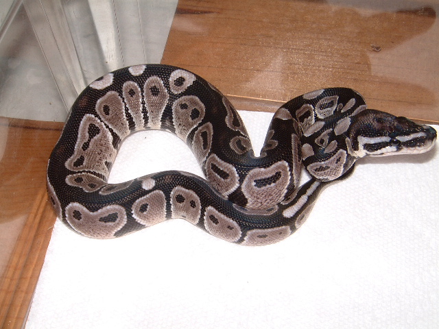 axanthic baby