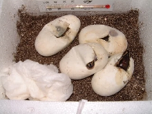 Ball Python Eggs Hatching