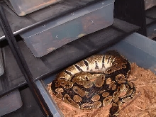 Ovulation