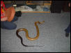 Brads Melanarus