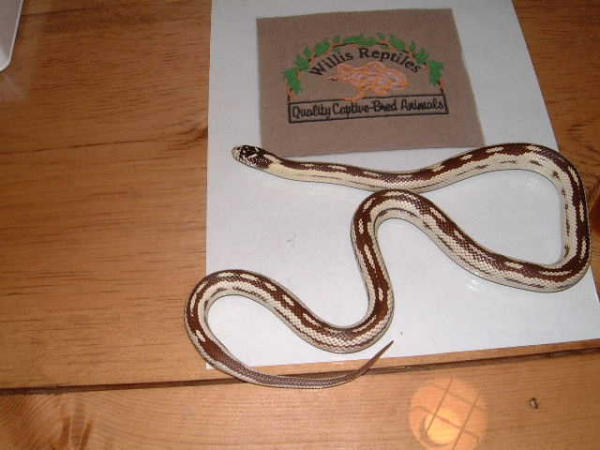 kingsnake.com photo gallery > Kingsnakes > Kingsnake female yearling