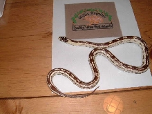 Kingsnake female yearling