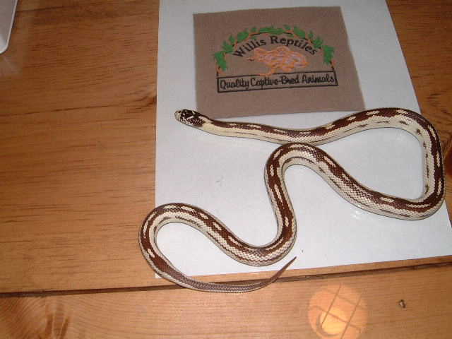 Kingsnake female yearling