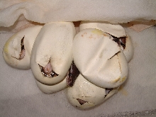 Cinnamon clutch