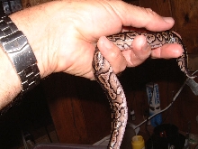 Cinnamon clutch