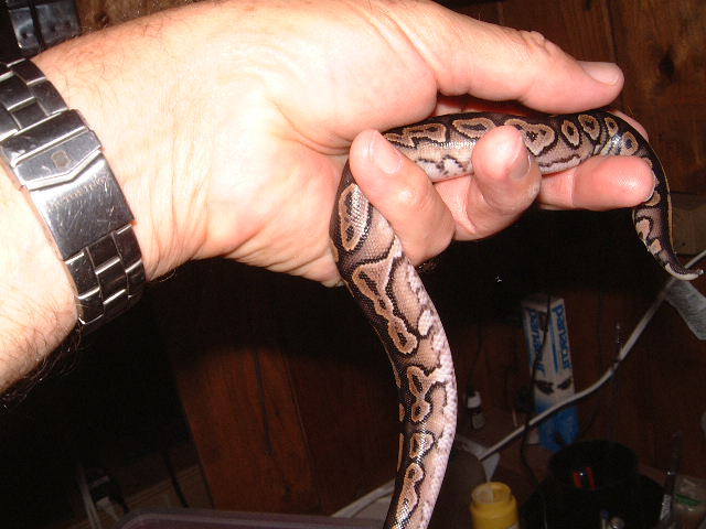 Cinnamon clutch