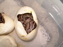 Cinnamon clutch