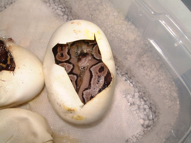 Cinnamon clutch