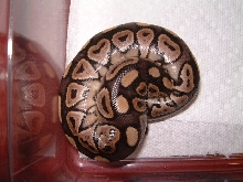 Cinnamon clutch