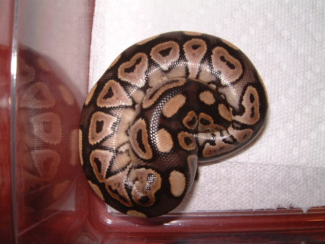 Cinnamon clutch