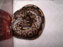 Cinnamon Clutch 09 11 2008