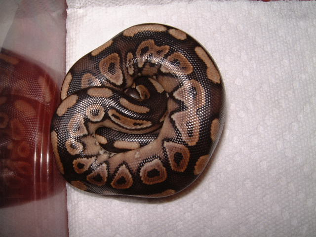 Cinnamon Clutch 09 11 2008