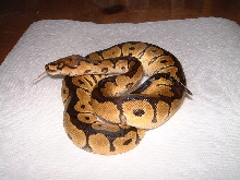 Clown male