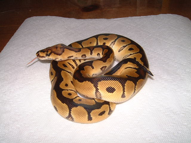 Clown male