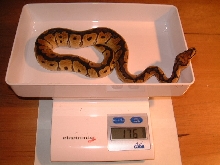 Clown male