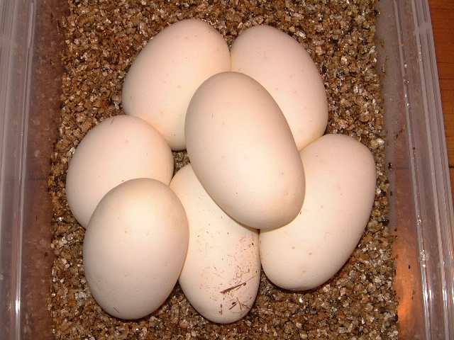 ball python eggs