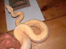 Coral Albino male 66% poss het snow