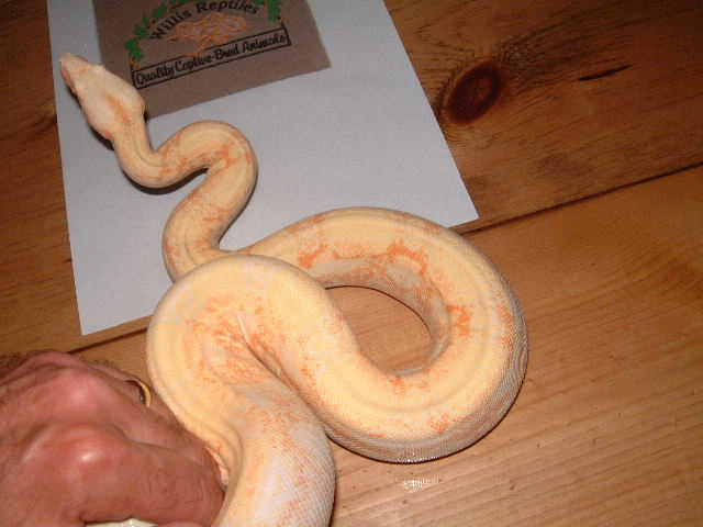 Coral Albino male 66% poss het snow