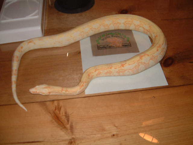 Coral Albino male 66% poss het snow
