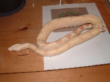 Coral Albino male