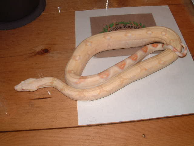 Coral Albino male