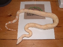 Coral Albino male