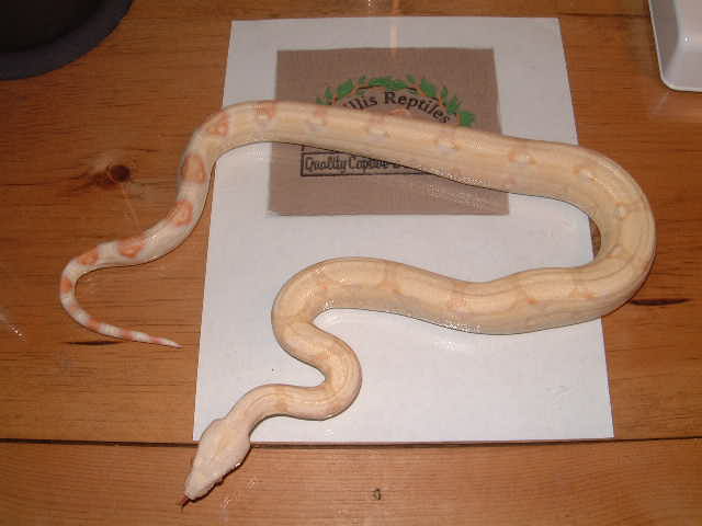 Coral Albino male