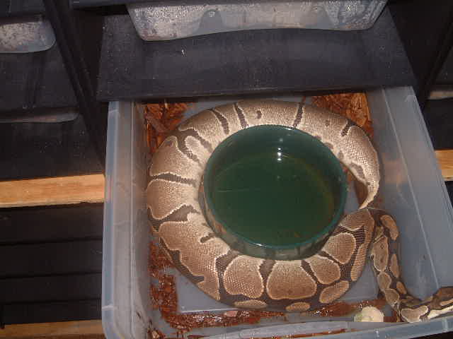 Gravid Girl 1-27-07