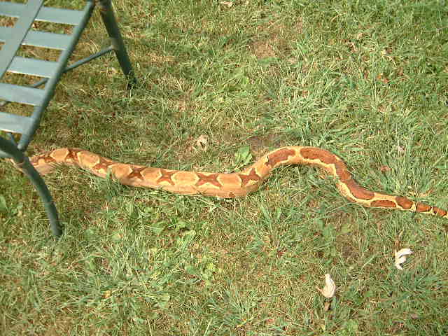 DH Ghost male a