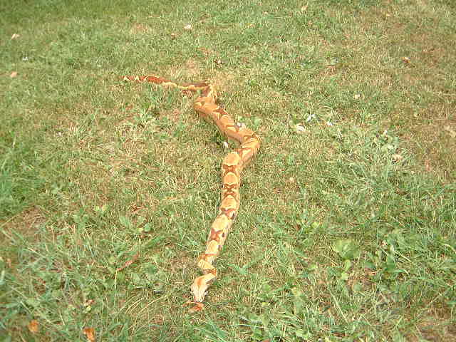 DH Ghost male b