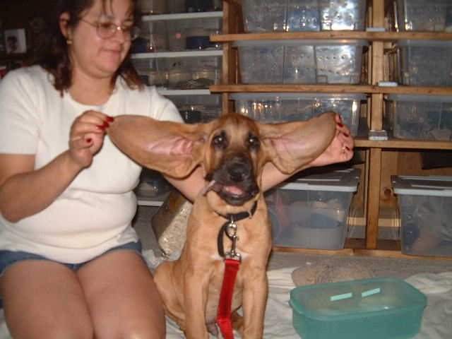 my nose is good but my ears are  pretty too