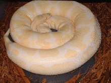 Gravid Albino due to drop 10 20 05