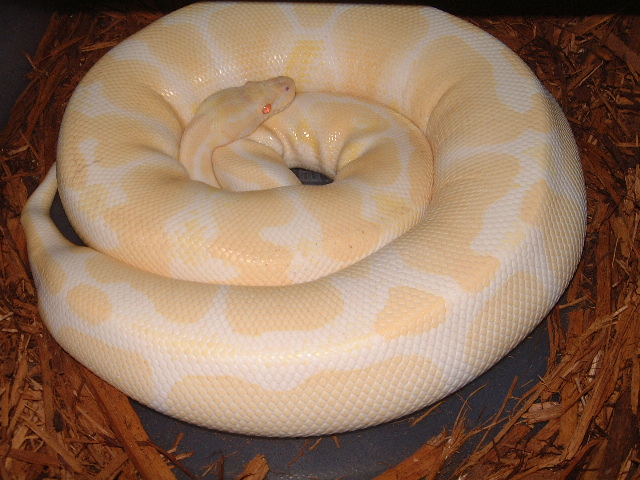 Gravid Albino due to drop 10 20 05