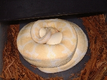 Albino Girl on Eggs