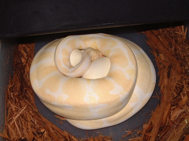 Albino Girl on Eggs