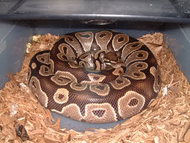 Eggs due Dec 15-17,2007