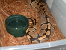 Het Ghost female x male ghost Ovulation