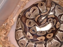 Het Axanthic female on her eggs 12 14 2007