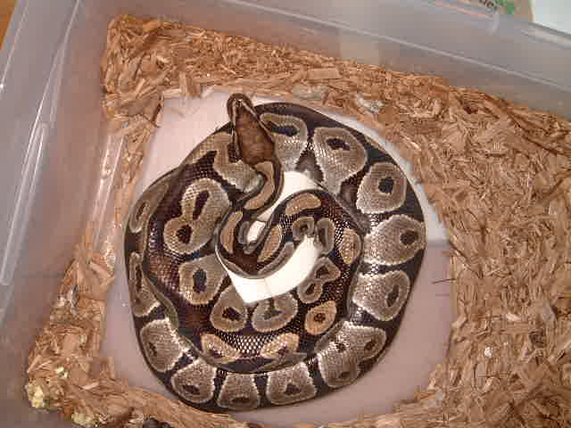 Het VPI Axanthic female x VPI Axanthic Het Snow Lays seven eggs 12 14 2007