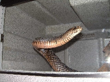 Texas male in mating season