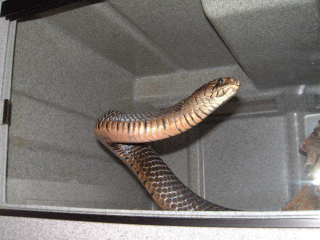 Texas male in mating season