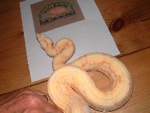 Coral Albino male 66% poss het snow
