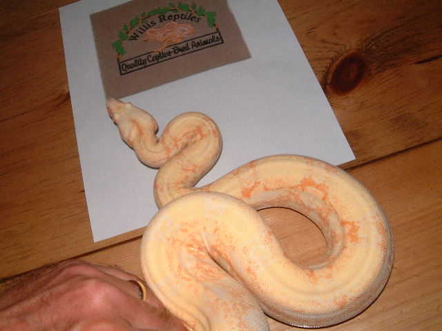 Coral Albino male 66% poss het snow
