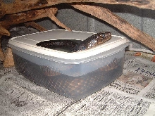 Texas Indigo soaking in shed