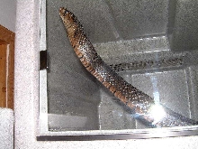 Texas Indigo male