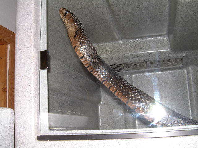 Texas Indigo male