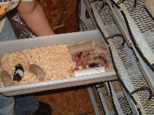 Freedom Breeder mouse production